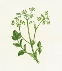 Perejil silvestre común, Pastinaca Sativa